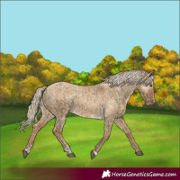 Horse Color:Chocolate Palomino Dun Appaloosa  and Chocolate Palomino Dun Appaloosa Rabicano 