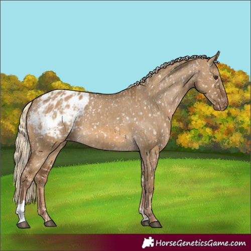 Horse Color:Chocolate Palomino Dun Blanket and Chocolate Palomino Dun Blanket
