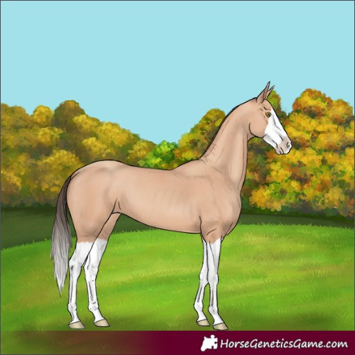 Horse Color:Unknown 