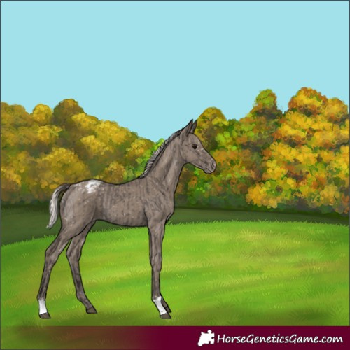 Horse Color:Smoky Grullo Snowflake Varnish and Silver Smoky Grullo Snowflake Varnish