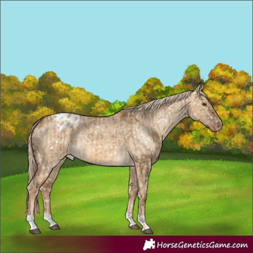 Horse Color:Chocolate Palomino Dun Appaloosa and Chocolate Palomino Dun Appaloosa