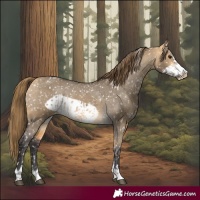 Horse Color:Buckskin Dun Appaloosa  and Buckskin Dun Frame Appaloosa 