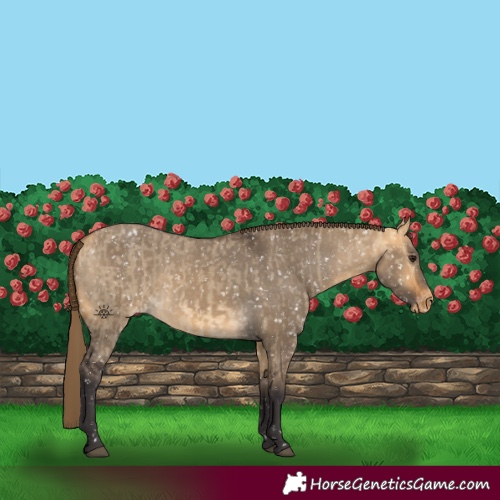 Horse Color:Buckskin Dun Appaloosa  and Buckskin Dun Appaloosa Rabicano 
