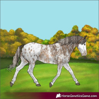 Horse Color:Liver Chestnut Sabino Splash Appaloosa and Chocolate Palomino Sabino Splash Appaloosa