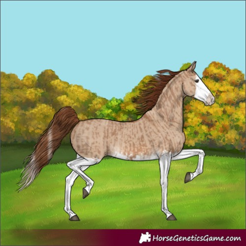 Horse Color:Red Dun Splash and Red Dun Splash