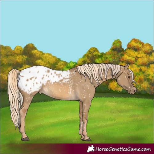 Horse Color:Chocolate Palomino Dun Appaloosa and Chocolate Palomino Dun Appaloosa