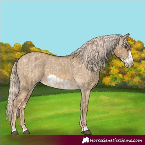 Horse Color:Chocolate Palomino Dun Appaloosa  and Chocolate Palomino Dun Frame Appaloosa 