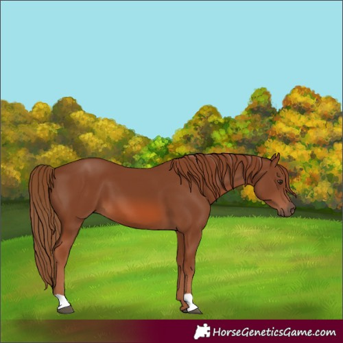 Horse Color:Chestnut 