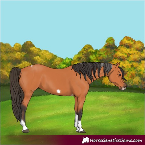 Horse Color:Bay Tobiano Frame