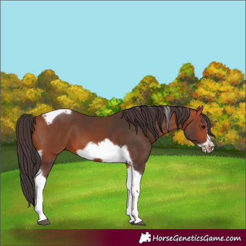 Horse Color:Bay Tobiano Frame