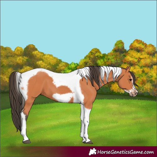 Horse Color:Bay Tobiano Frame