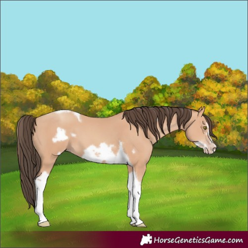 Horse Color:Amber Champagne Tobiano Frame