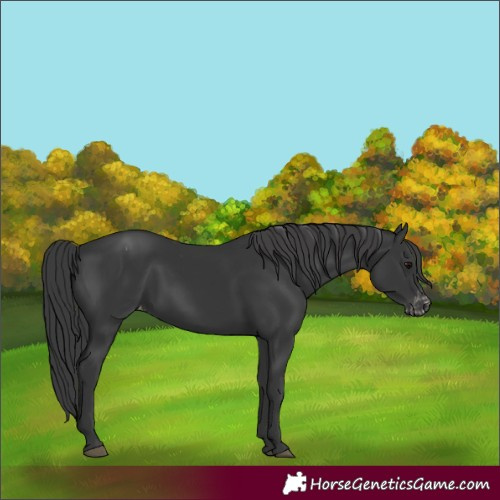 Horse Color:Black Appaloosa