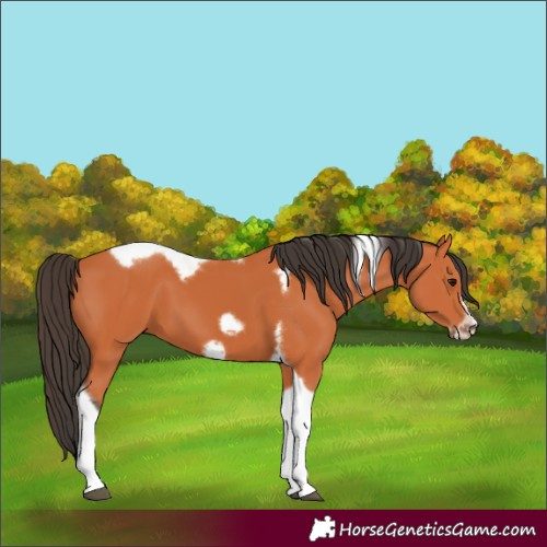 Horse Color:Bay Tobiano Frame