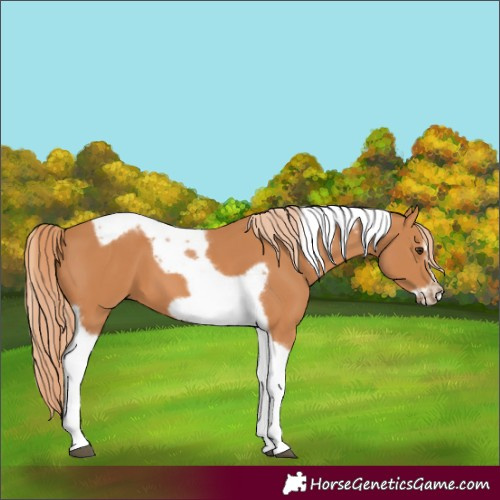 Horse Color:Chestnut Tobiano Frame 