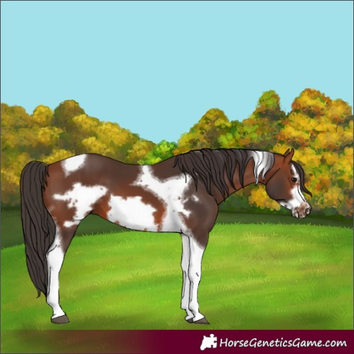 Horse Color:Bay Tobiano Frame 