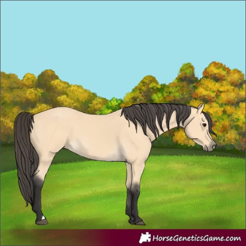 Horse Color:Buckskin 