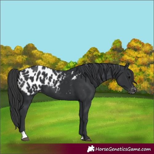 Horse Color:Black Blanket 