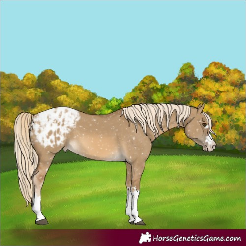 Horse Color:Unknown