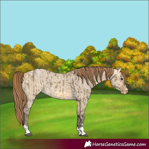 Horse Color:Buckskin Dun Snowflake Varnish  and Sable Cream Champagne Dun Snowflake Varnish 
