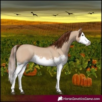 Horse Color:Red Dun Splash and Red Dun Splash