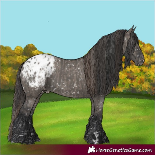 Horse Color:Smoky Grullo Appaloosa and Grullo Appaloosa