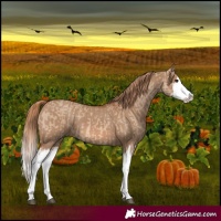 Horse Color:Red Dun Splash  and Red Dun Splash 