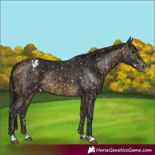 Horse Color:Buckskin Dun Appaloosa  and Buckskin Appaloosa 