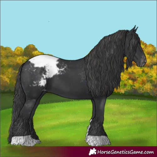 Horse Color:Black Tobiano Snowcap