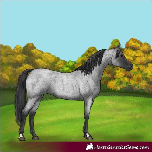 Horse Color:Blue Roan