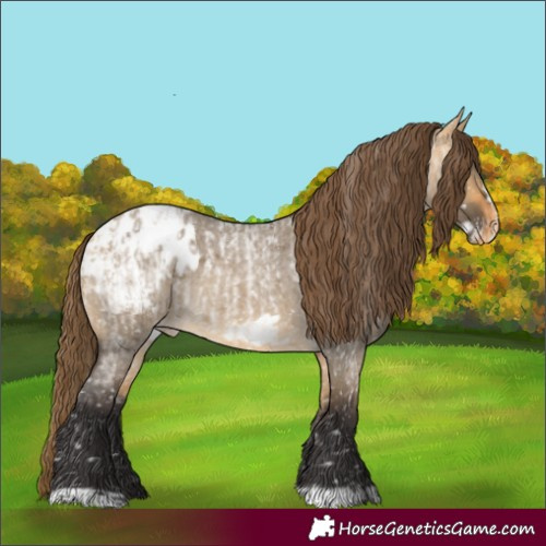 Horse Color:Buckskin Roan Dun Appaloosa and Buckskin Roan Dun Frame Appaloosa
