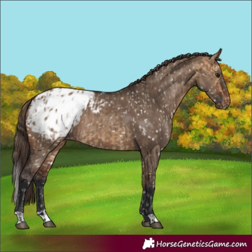Horse Color:Buckskin Dun Appaloosa and Brown Dun Appaloosa