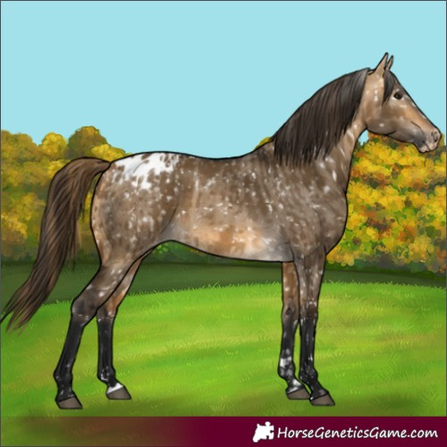 Horse Color:Buckskin Dun Appaloosa  and Gray Buckskin Dun Appaloosa 