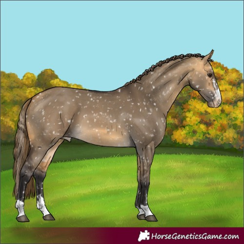 Horse Color:Buckskin Dun Appaloosa and Buckskin Dun Appaloosa