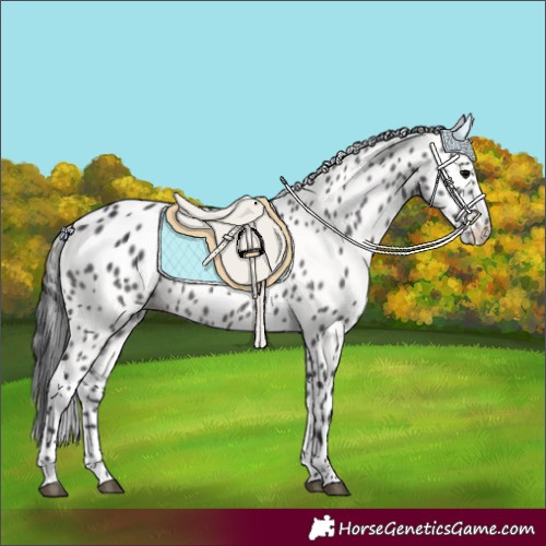Horse Color:Black Appaloosa