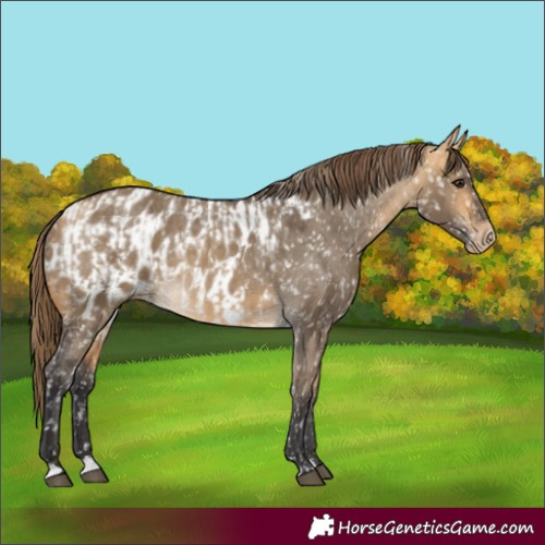 Horse Color:Buckskin Dun Blanket and Buckskin Dun Blanket