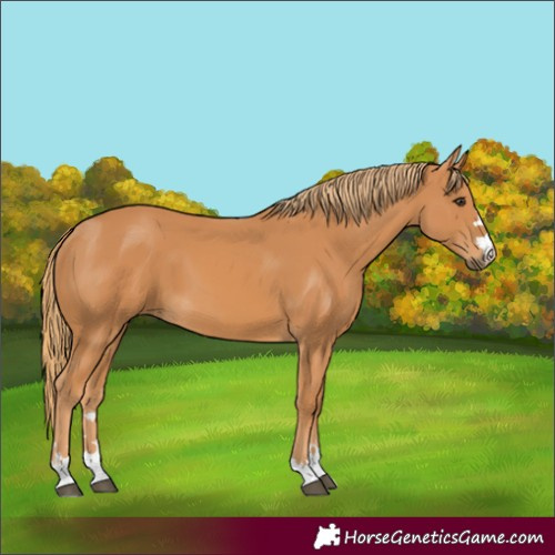 Horse Color:Chestnut 