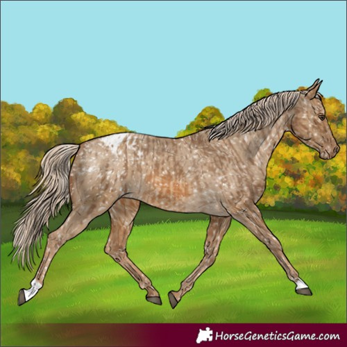Horse Color:Chocolate Palomino Appaloosa  and Chocolate Palomino Dun Appaloosa 