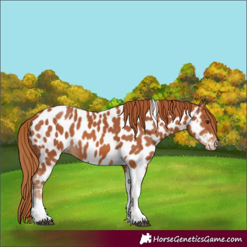Horse Color:Chestnut Tobiano Appaloosa 
