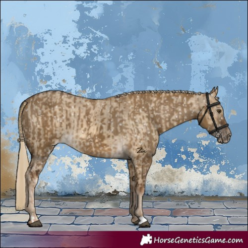 Horse Color:Chocolate Palomino Dun Appaloosa  and Gray Chocolate Palomino Dun Appaloosa 