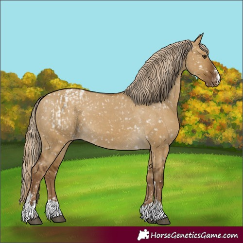 Horse Color:Chocolate Palomino Dun Appaloosa  and Chocolate Palomino Dun Appaloosa 