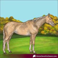 Horse Color:Chocolate Palomino Dun Snowflake Varnish  and Palomino Dun Snowflake Varnish 