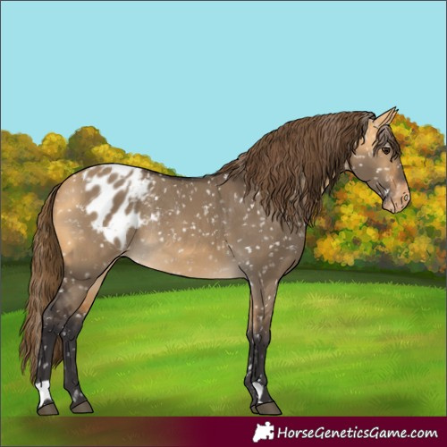 Horse Color:Buckskin Dun Blanket  and Buckskin Dun Blanket Rabicano 