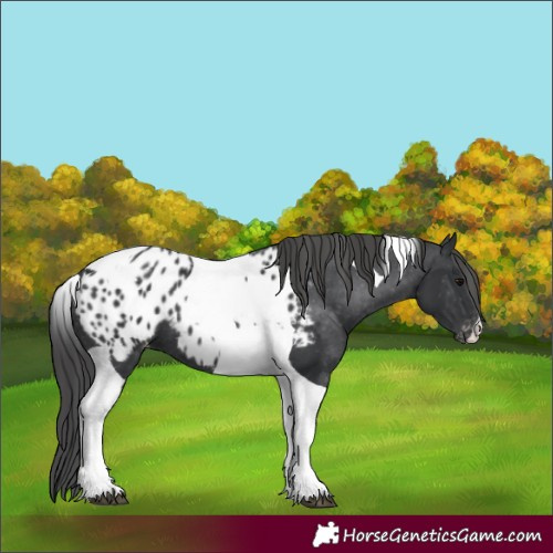 Horse Color:Black Tobiano Appaloosa 