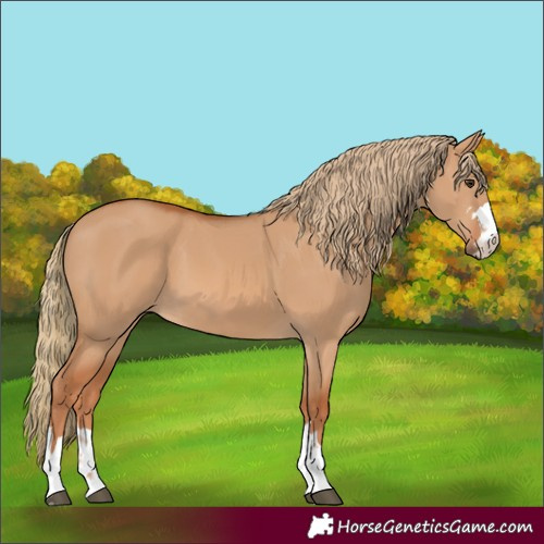 Horse Color:Red Dun