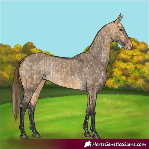 Horse Color:Buckskin Dun Appaloosa  and Buckskin Dun Appaloosa 