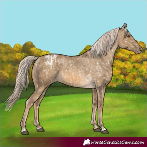 Horse Color:Chocolate Palomino Dun Blanket and Chocolate Palomino Dun Blanket