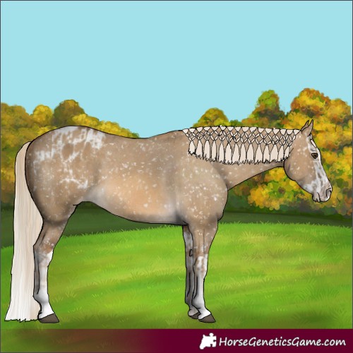 Horse Color:Chocolate Palomino Dun Blanket  and Chocolate Palomino Dun Splash Blanket 