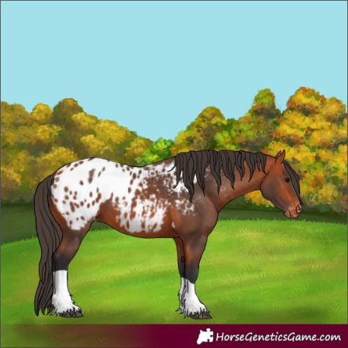 Horse Color:Bay Tobiano Appaloosa