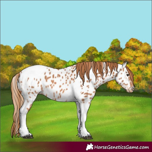 Horse Color:Chestnut Tobiano Appaloosa 